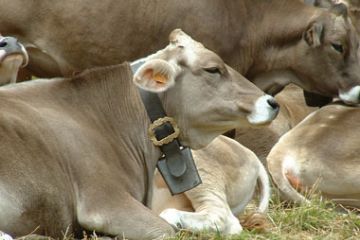 Mucche al Pascolo (Ft. ePublic)